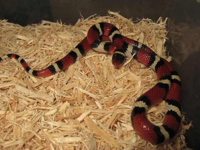 WC  Richmond Co. Scarlet Female