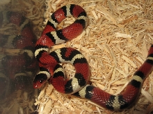 WC  Richmond Co. Scarlet Female