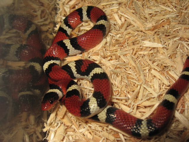 WC  Richmond Co. Scarlet Female