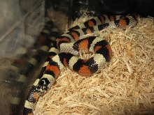 '05 Lincoln Co. Ks. Gentilis Female