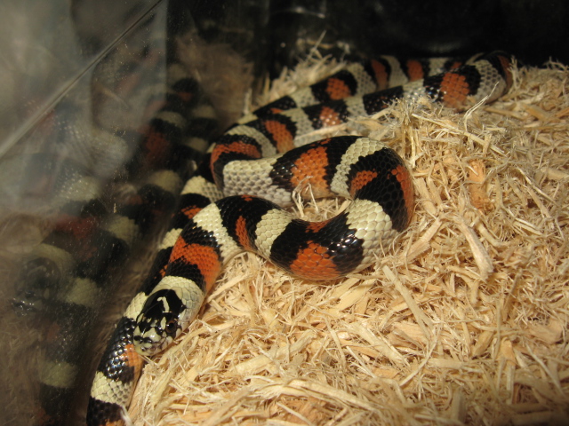 '05 Lincoln Co. Ks. Gentilis Female