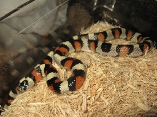 '05 Lincoln Co. Ks. Gentilis Female