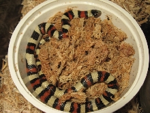 '05 Lincoln Co. Ks. Gentilis Male