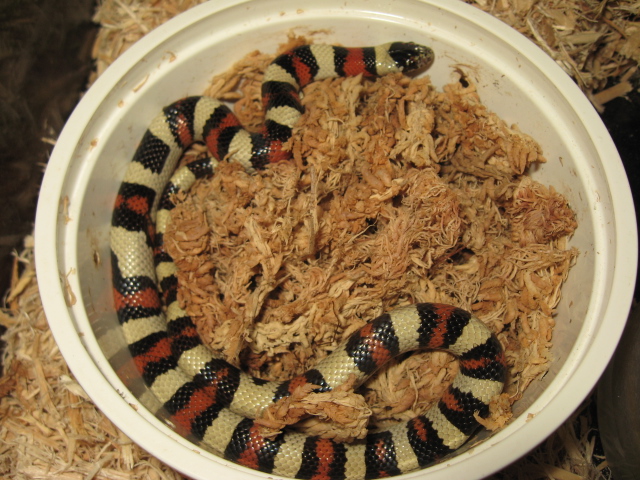 '05 Lincoln Co. Ks. Gentilis Male