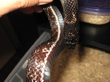 Nitida Female