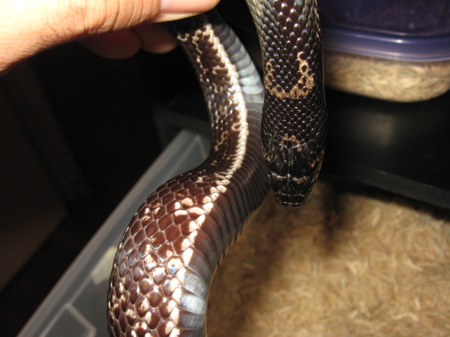 Nitida Female