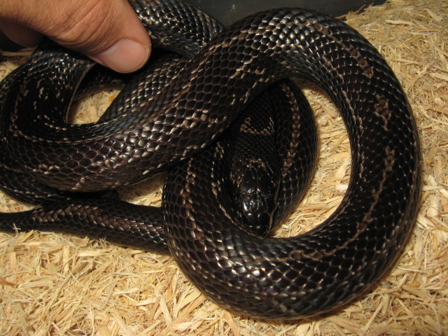 Nitida Female 2