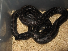 Nitida Female 3