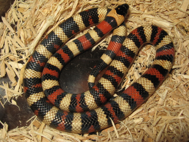 '06 S. Kern Co Zonata female