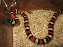 '06 S. Kern Co. Zonata Male