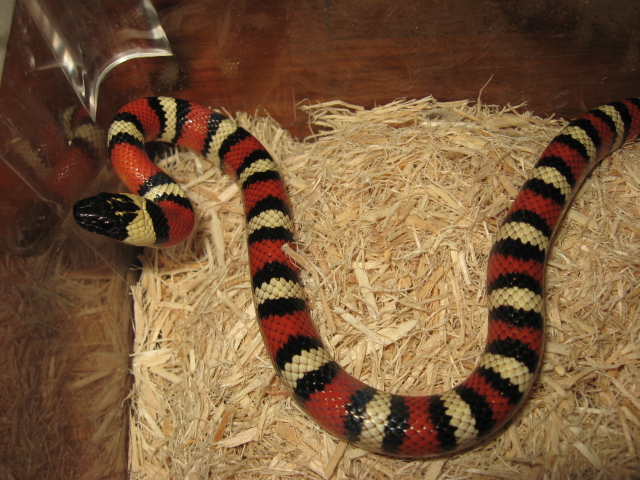 '06 S. Kern Co. Zonata Male