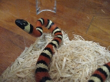 '06 S. Kern Co Zonata Male