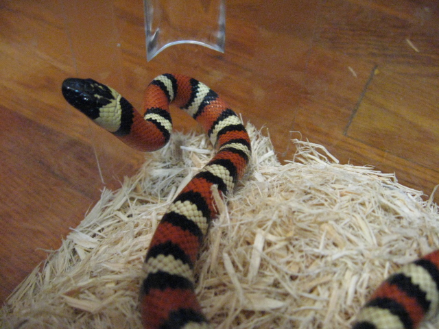 '06 S. Kern Co Zonata Male