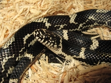 '06 Eastern King