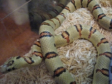 '05 Male Thayeri