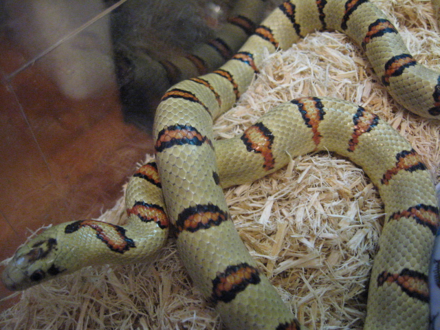 '05 Male Thayeri