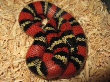 PolyzonaM11