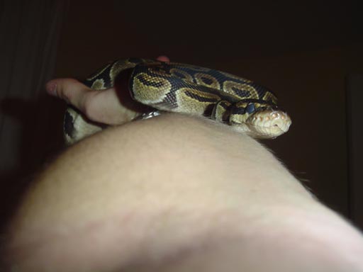 Python Regius