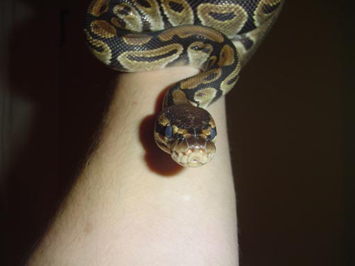 Python Regius