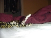Python Regius