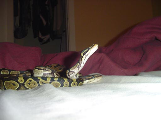 Python Regius