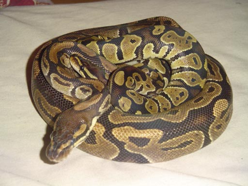 Python Regius