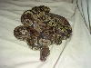 Python Regius