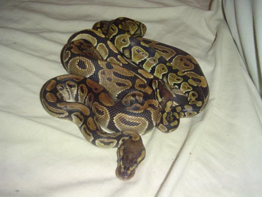 Python Regius