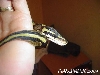 Python Regius