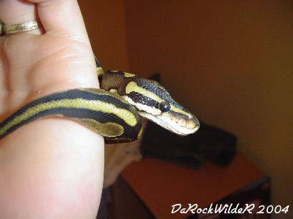 Python Regius