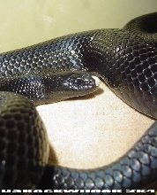 Lampropeltis Getula Nigrita