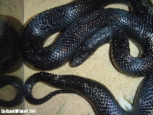 Lampropeltis Getula Nigrita