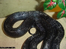 Lampropeltis Getula Nigrita