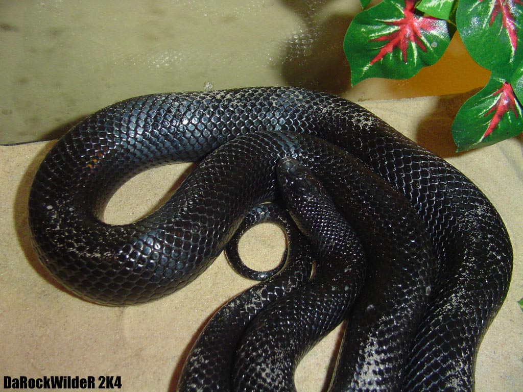 Lampropeltis Getula Nigrita