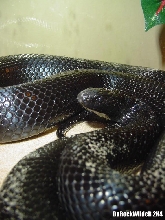 Lampropeltis Getula Nigrita