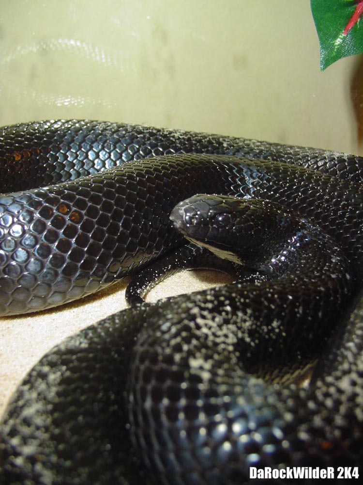 Lampropeltis Getula Nigrita