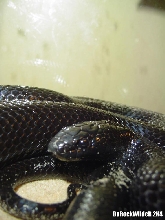 Lampropeltis Getula Nigrita