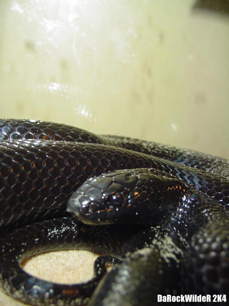 Lampropeltis Getula Nigrita