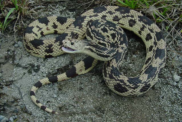 A Kentucky Pine Snake