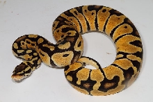 Pastel Het Lav Albino Male Yearling #14PHL002. June 2015.