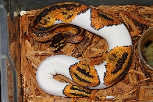 Pied Male #14P05 Dec14