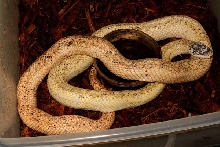 Calico Rat Snake Female Breeder #1 OCT09