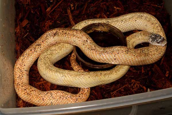 Calico Rat Snake Female Breeder #1 OCT09