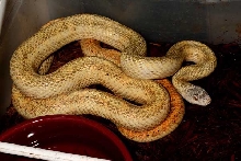 Calico Rat Snake Male Breeder #1 OCT09