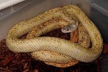 Calico Rat Snake Male Breeder #2 OCT09