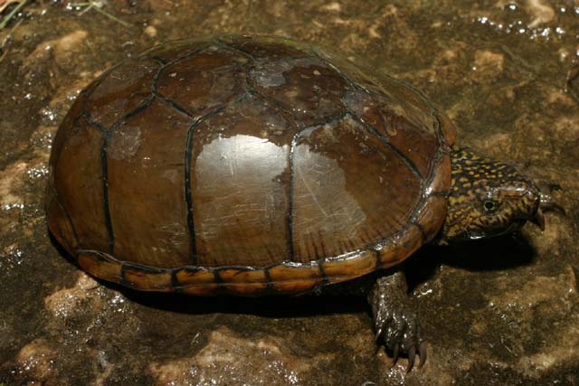 A Kentucky Mud Turtle
