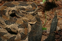 A Kentucky Timber Rattlesnake