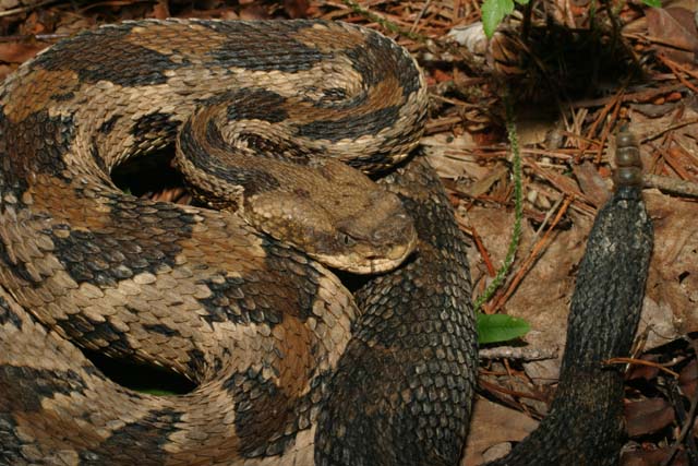 A Kentucky Timber Rattlesnake