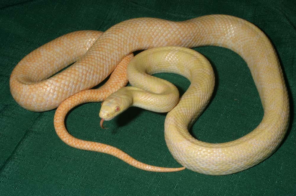 The Pink-Eyed Lemon Cow Sucker.