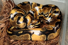 Paradox Albino Ball Python Male #1235 NOV2011.